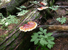 Ganoderma tsugae, Several fresh actively growing fruiting bodies.